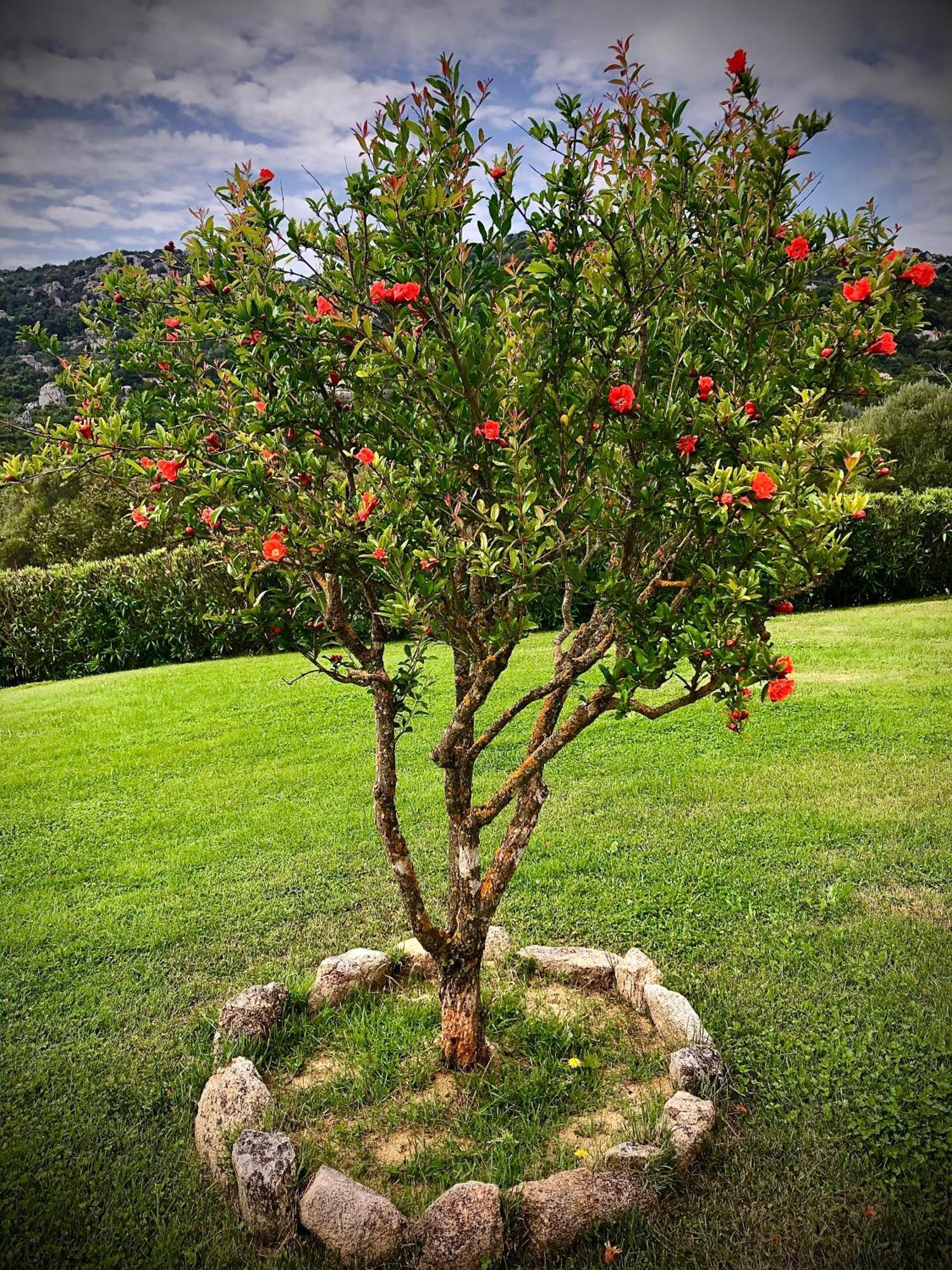 Spartaco Eco Retreat San Pantaleo Sole Ruiu Exteriér fotografie